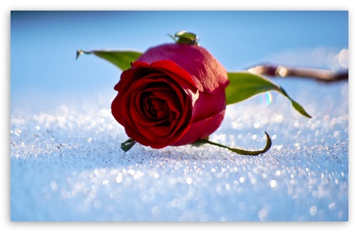 Download Rose On The Snow UltraHD Wallpaper
