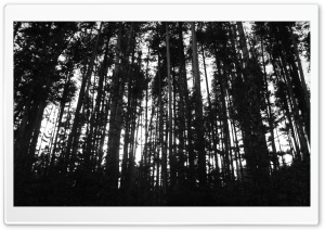 Black & White Trees