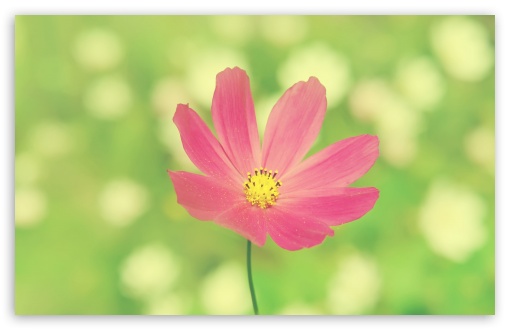 Download Pink Flower UltraHD Wallpaper