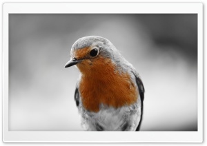 Robin Redbreast