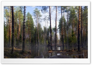 Forest Mist at Morning