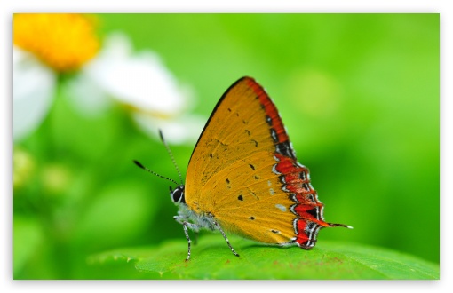 Download Orange Butterfly on a Leaf UltraHD Wallpaper