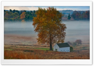 Autumn Mist, Yellow Tree,...