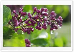 Wet Lilac Buds
