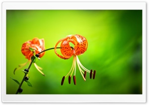 Tiger Lily Flower, Green...