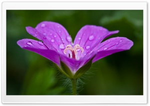 Water Drops on a Purple Flower