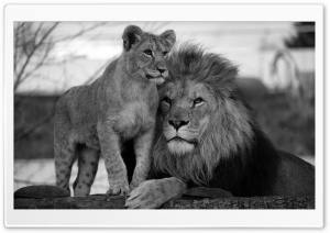 Father and Son Lions Black...