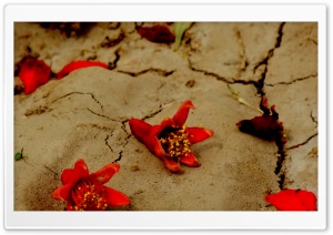 Pomegranate Blossom