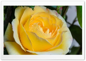 Yellow Rose Flower