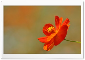 Orange Cosmos Flower