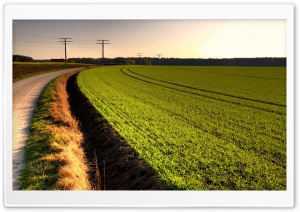 Road And Grass