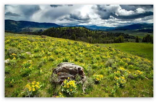 Download Yellowstone Wildflowers UltraHD Wallpaper