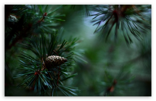Download Pine Cones And Twigs UltraHD Wallpaper