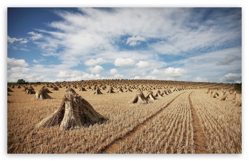 Download Straw Field UltraHD Wallpaper