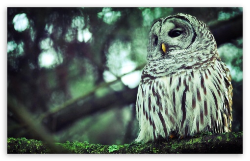Download Beautiful Owl UltraHD Wallpaper