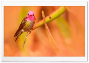 Anna's Hummingbird Male...