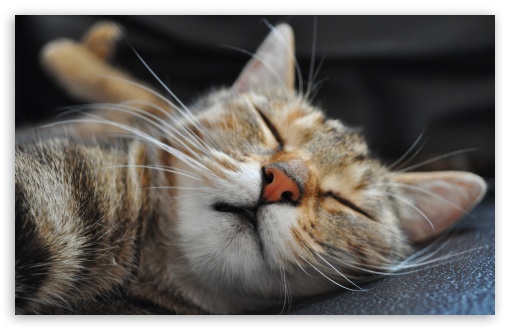 Download Cat Sleeping Funny UltraHD Wallpaper