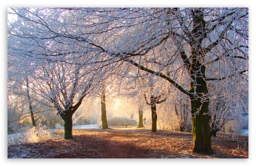 Download Beautiful Winter Light UltraHD Wallpaper