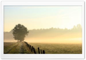 Foggy Field, Morning