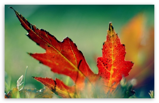 Download Autumn Scenes 15 UltraHD Wallpaper