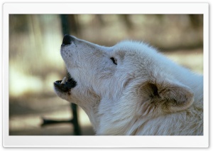 White Wolf Howling by Dave...