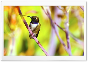 Hummingbird Photography