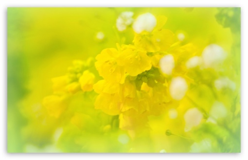 Download Spring will be here soon. yellow UltraHD Wallpaper