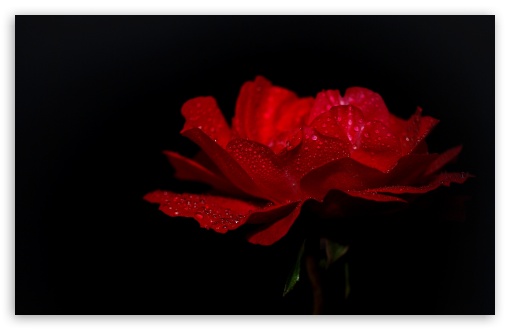 Download DewDrops on a Red Rose UltraHD Wallpaper