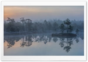 Bog, Morning Mist, Estonia,...