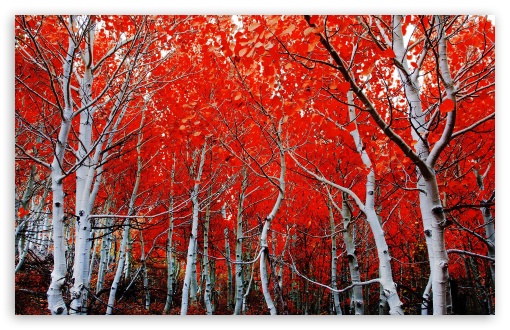 Download Sierra Nevada Red Trees UltraHD Wallpaper