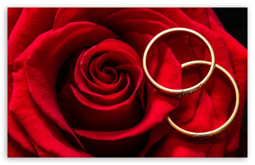 Download Marriage, Love, Wedding Rings, Red Rose UltraHD Wallpaper