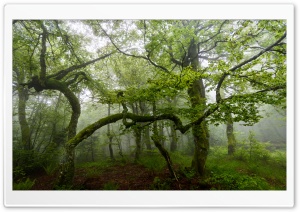 Green Forest Trees, Summer, Mist