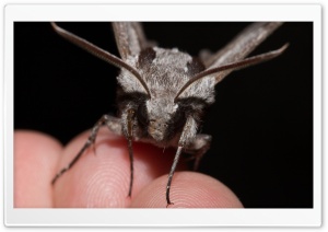 pine hawkmoth, Kiefernschwrmer