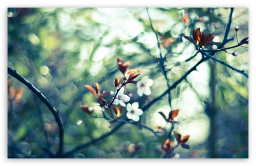 Download Spring White Flowers UltraHD Wallpaper
