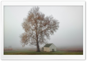 Fog, Tree, House, Autumn