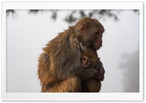 Barbary Ape Mother and Baby