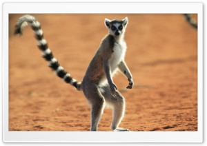Standing Ring Tailed Lemur...