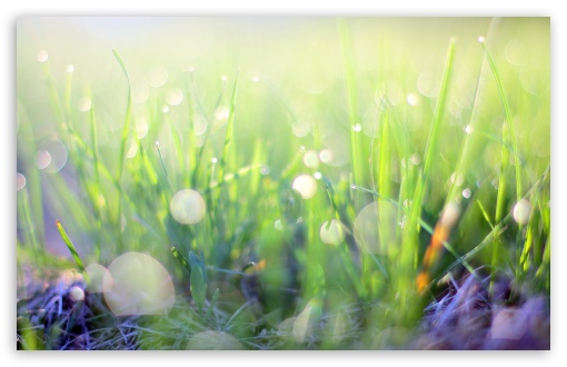 Download Bokeh, Morning Light, Green Grass UltraHD Wallpaper