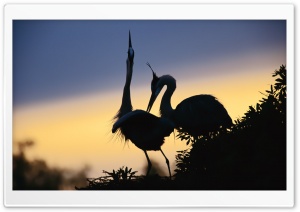 A Pair Of Cranes