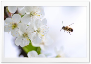 Flying Bee in Action