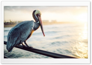 Pelican Bird, Ocean