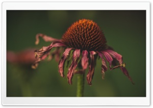 Withered Coneflower