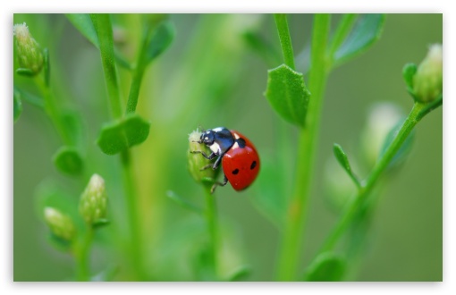 Download Ladybugs On Flowers UltraHD Wallpaper