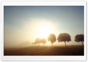 Trees In Morning Mist