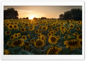 Sunflower Field Sunset
