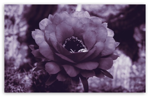 Download Purple Cactus Blossom UltraHD Wallpaper
