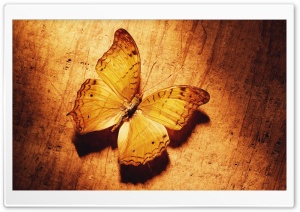 Beautiful Butterfly On Wood