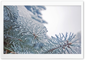 Frozen Fir Tree Needles
