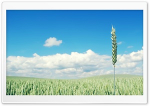 Green Wheat Crop