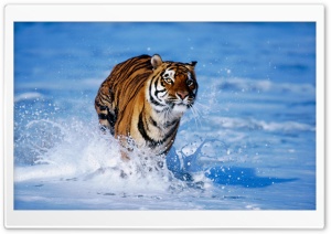 Bengal Tiger Panthera Tigris...